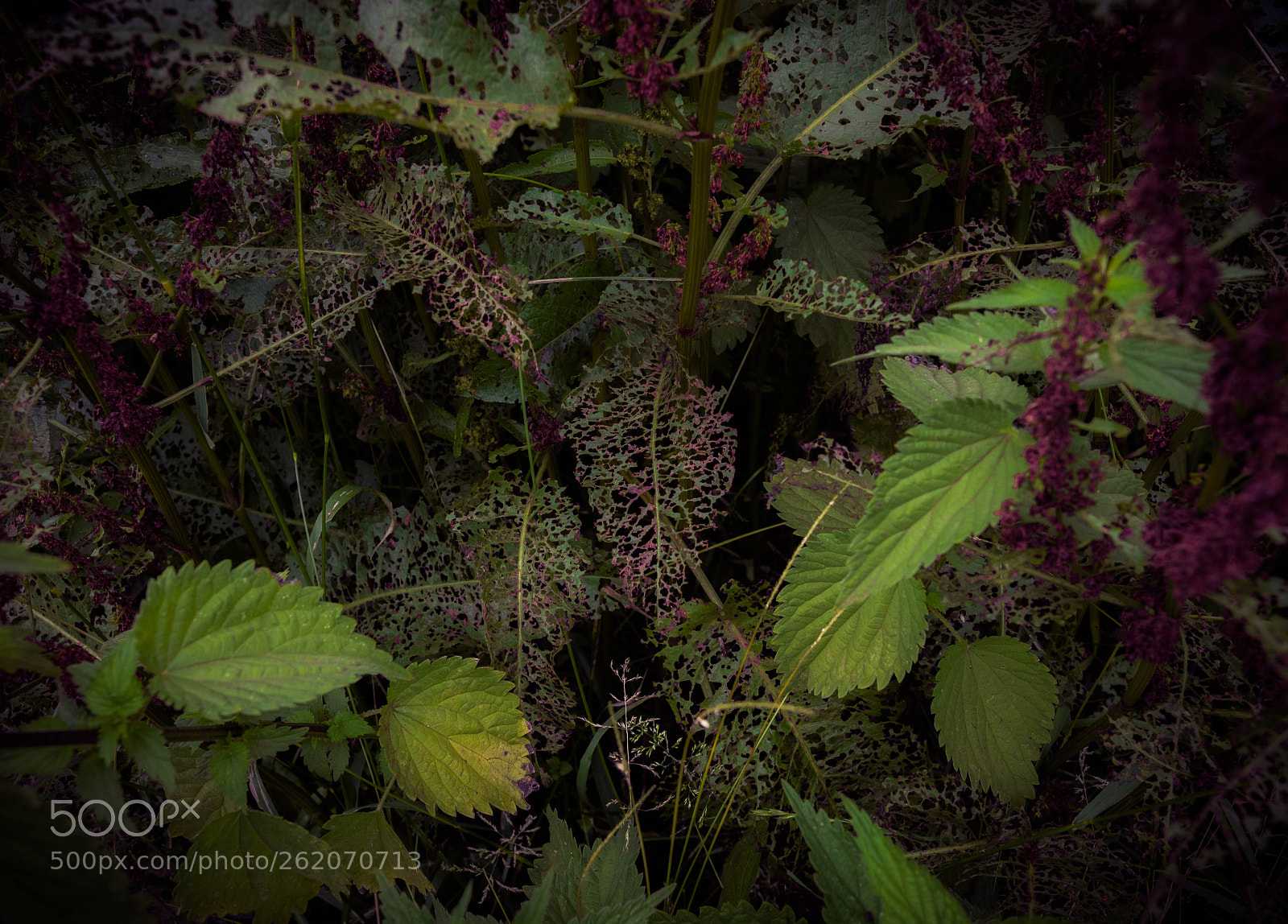 Canon EOS 5D Mark IV sample photo. Der abend auf der photography