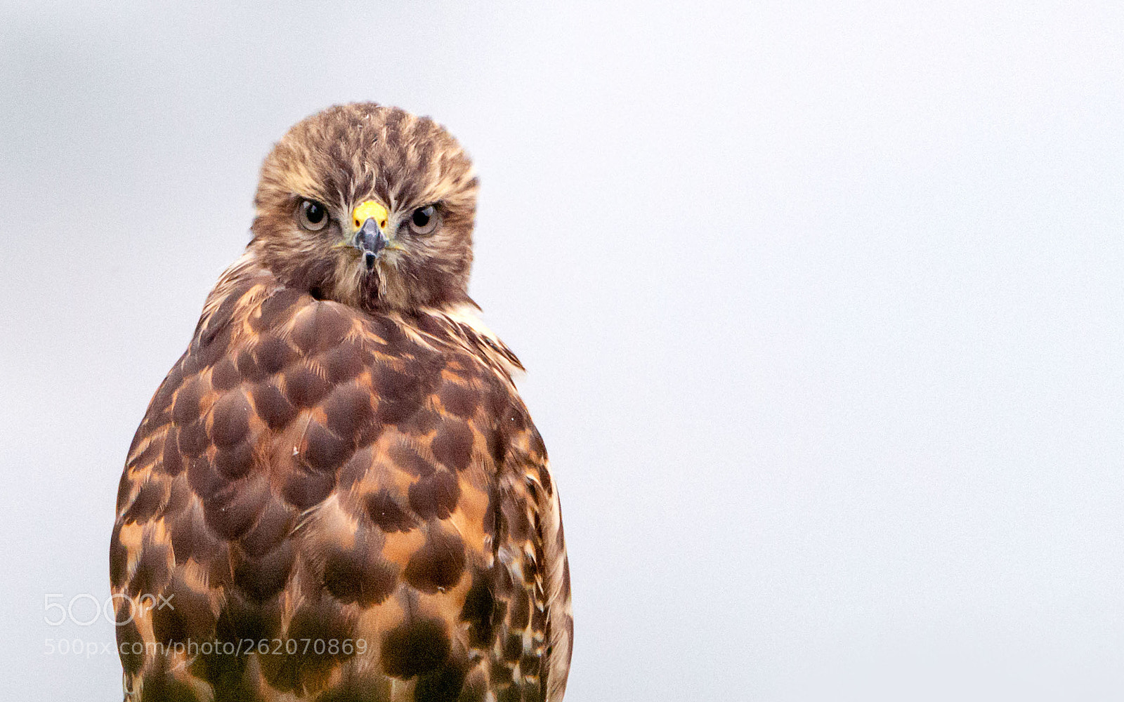 Nikon D800 sample photo. The gaze photography