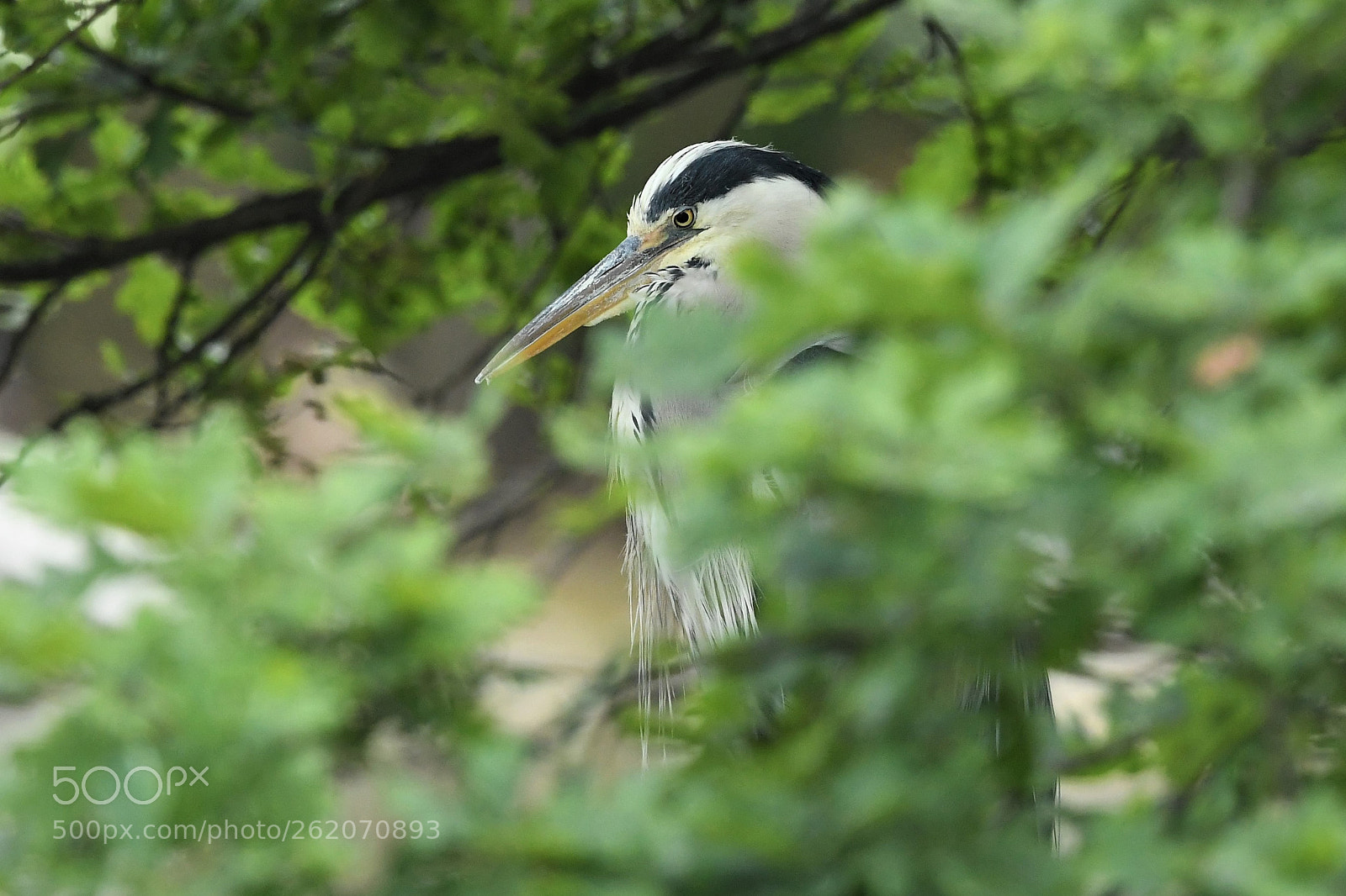 Nikon AF-S Nikkor 500mm F4E FL ED VR sample photo. I'm the last of photography