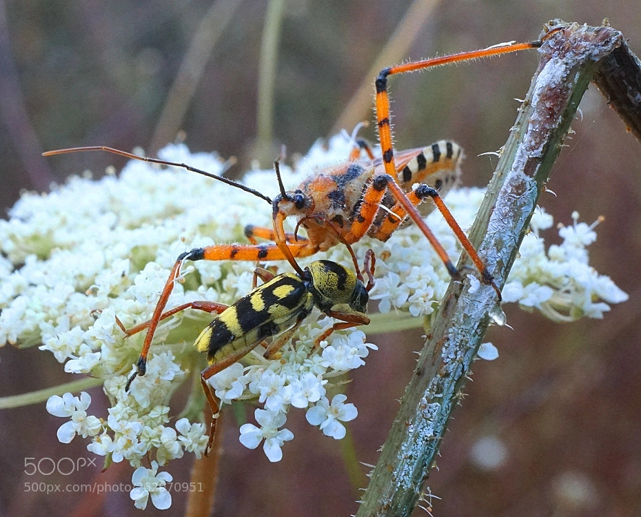 Sony a6000 sample photo. Predator photography