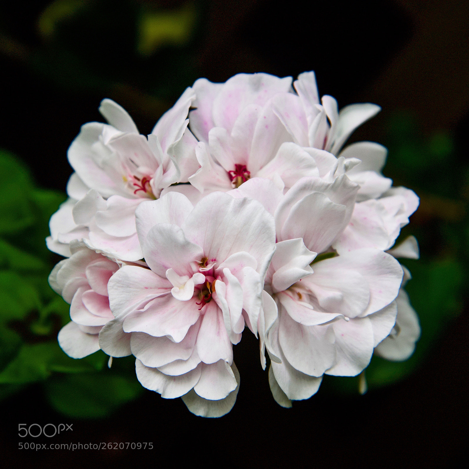 Nikon D750 sample photo. Mostly white  photography