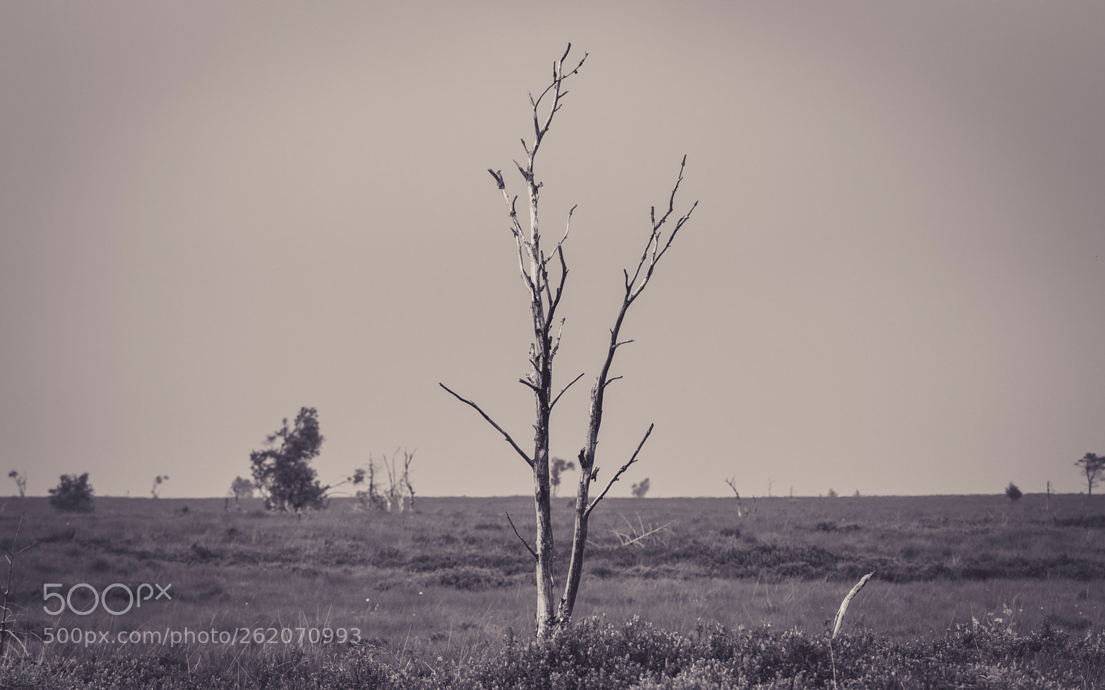 Canon EOS 70D sample photo. Old tree (bw) photography