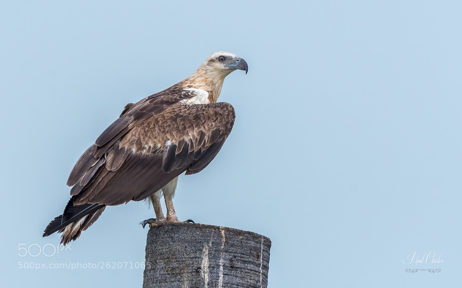Nikon D500 sample photo. White bellied sea eagle photography