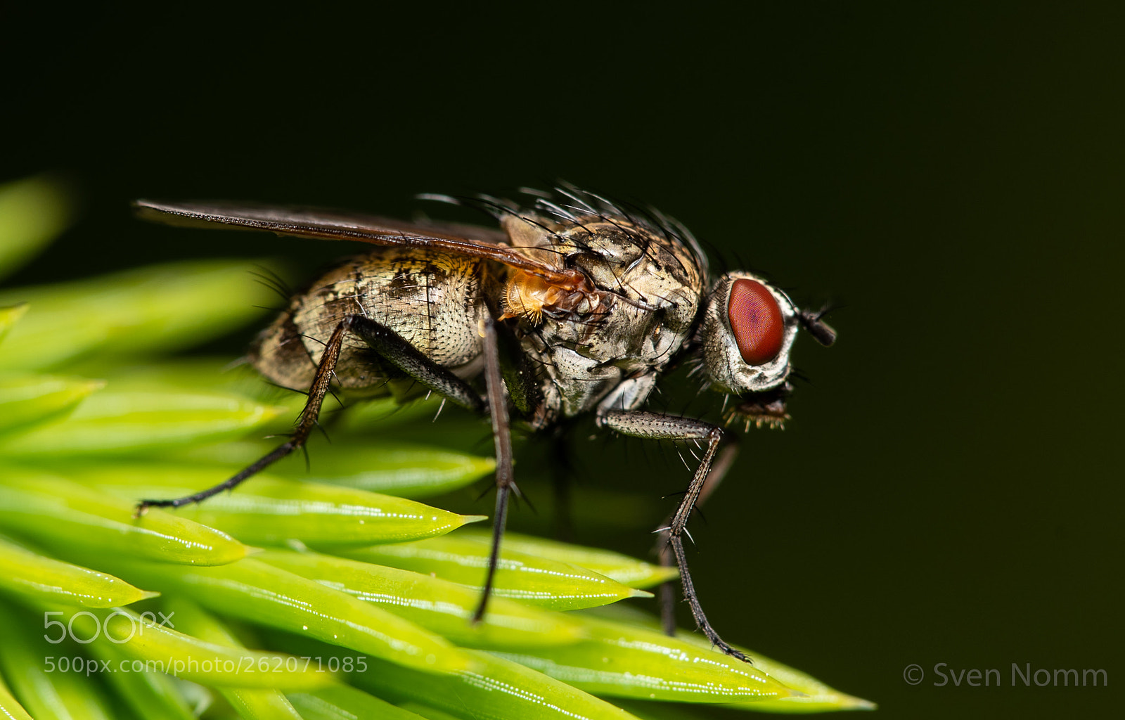 Nikon D750 sample photo. Fly photography