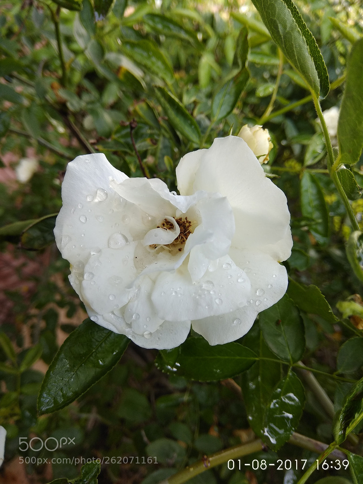Xiaomi Redmi Note 4 sample photo. Untitled photography