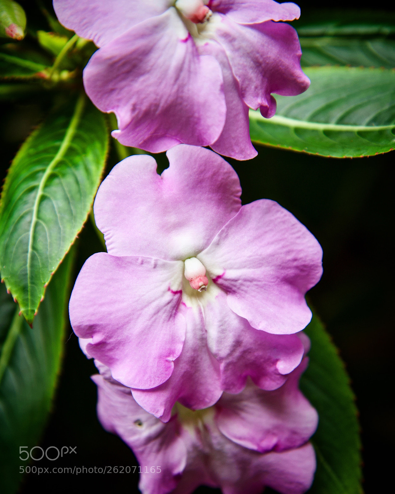 Nikon D750 sample photo. Pretty in pink photography