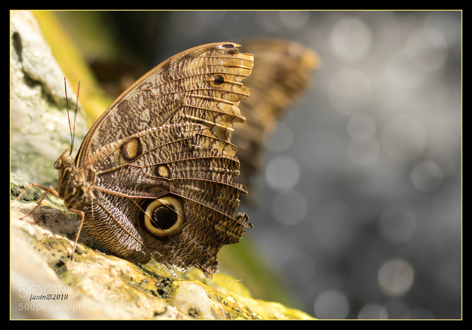 Canon EOS 77D (EOS 9000D / EOS 770D) sample photo. Butterflies with splashing water photography