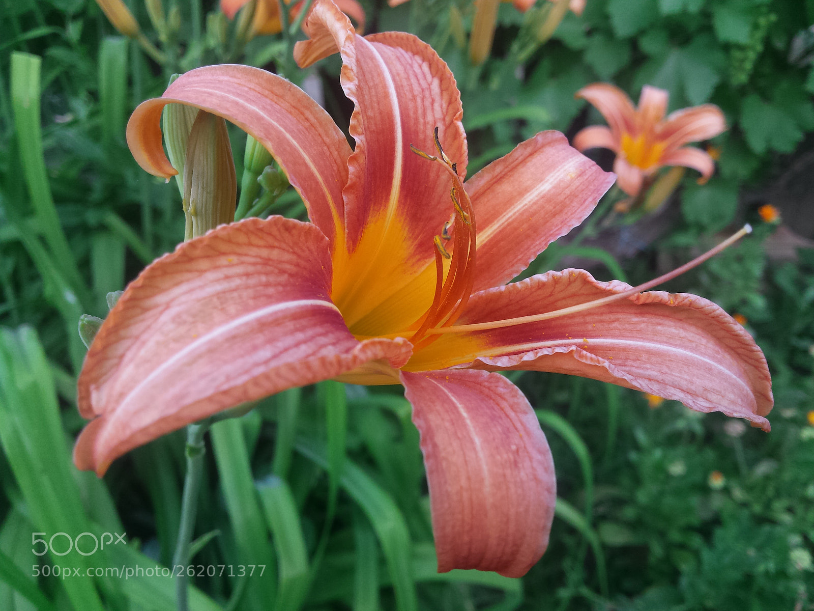 Samsung Galaxy S4 sample photo. Untitled photography