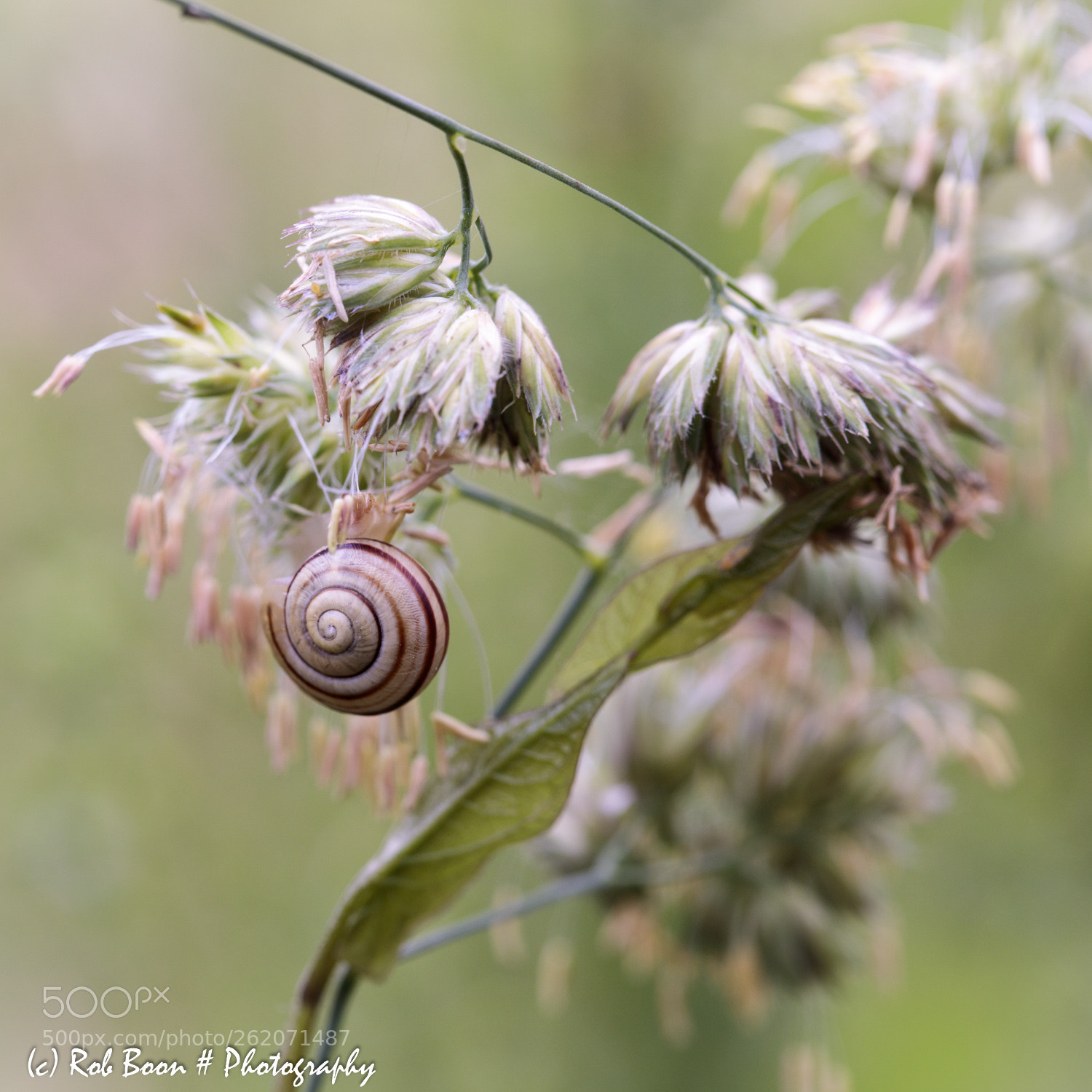 Canon EOS 5DS sample photo. Snail 2 photography