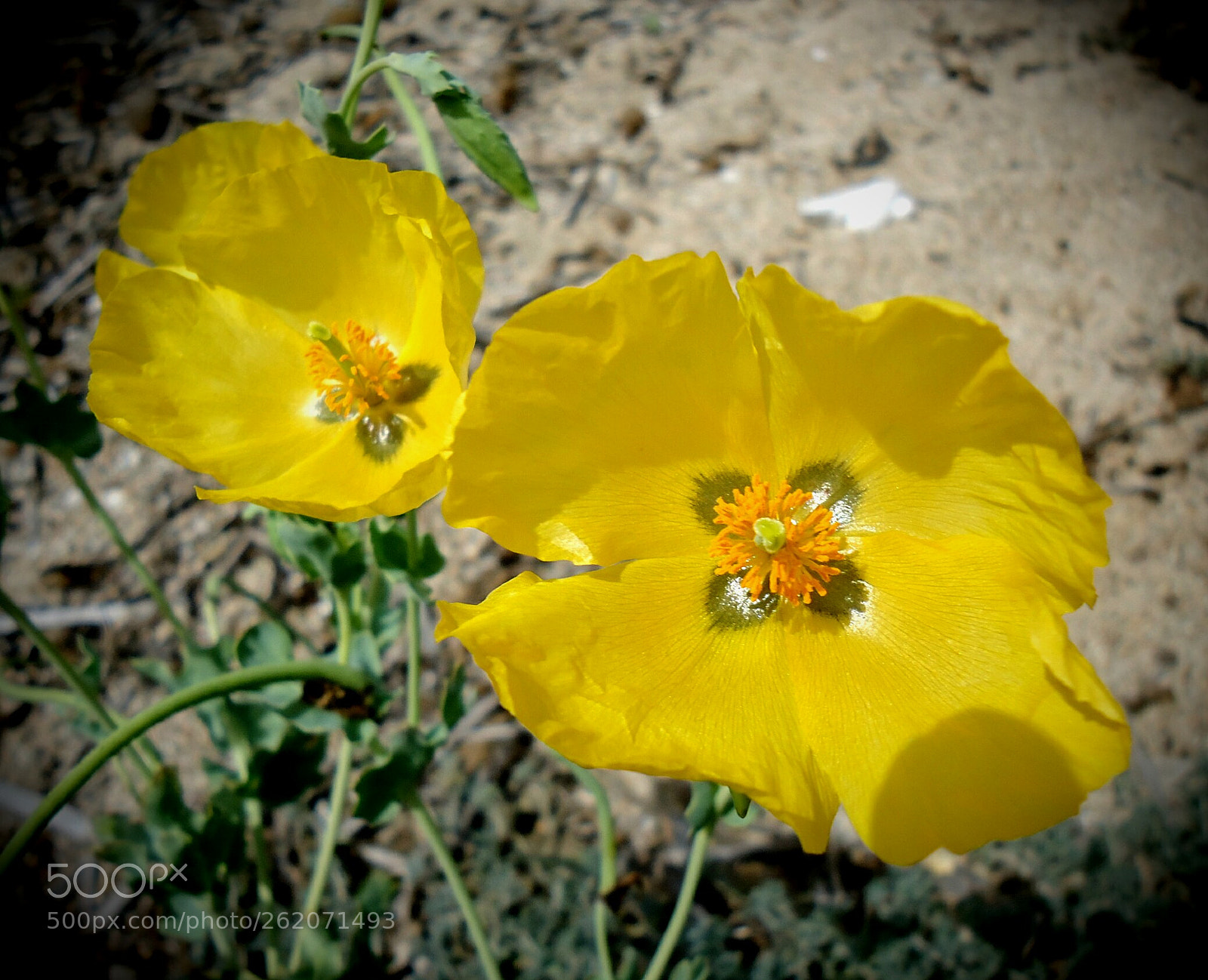 Sony Cyber-shot DSC-W610 sample photo. Ciuri, ciuri... #53 photography