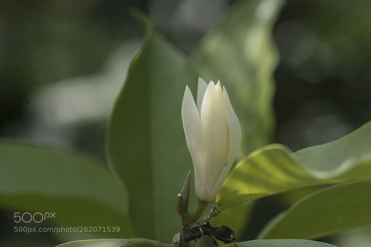 Nikon D810 sample photo. Champaca flower photography