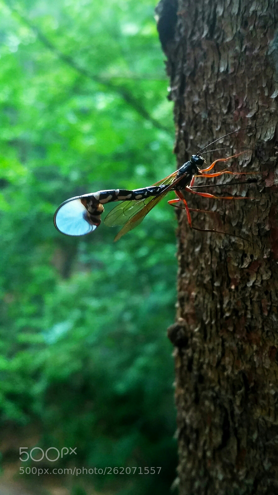 Xiaomi Redmi 3X sample photo. Life in forest photography