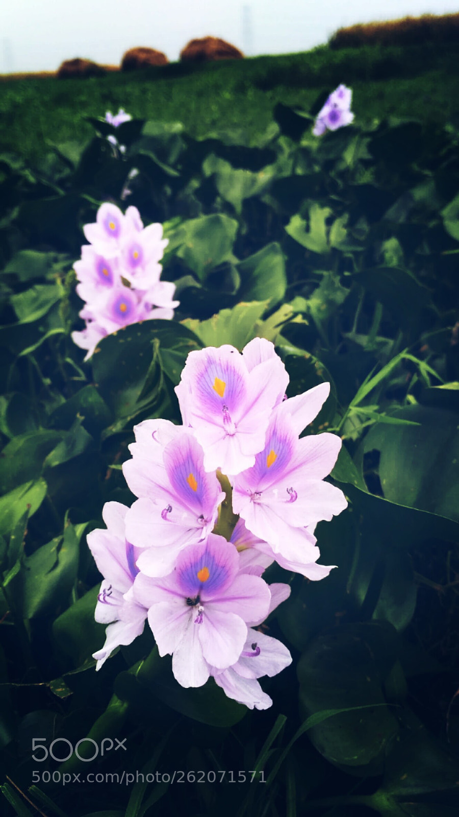Xiaomi Redmi 3S sample photo. Untitled photography