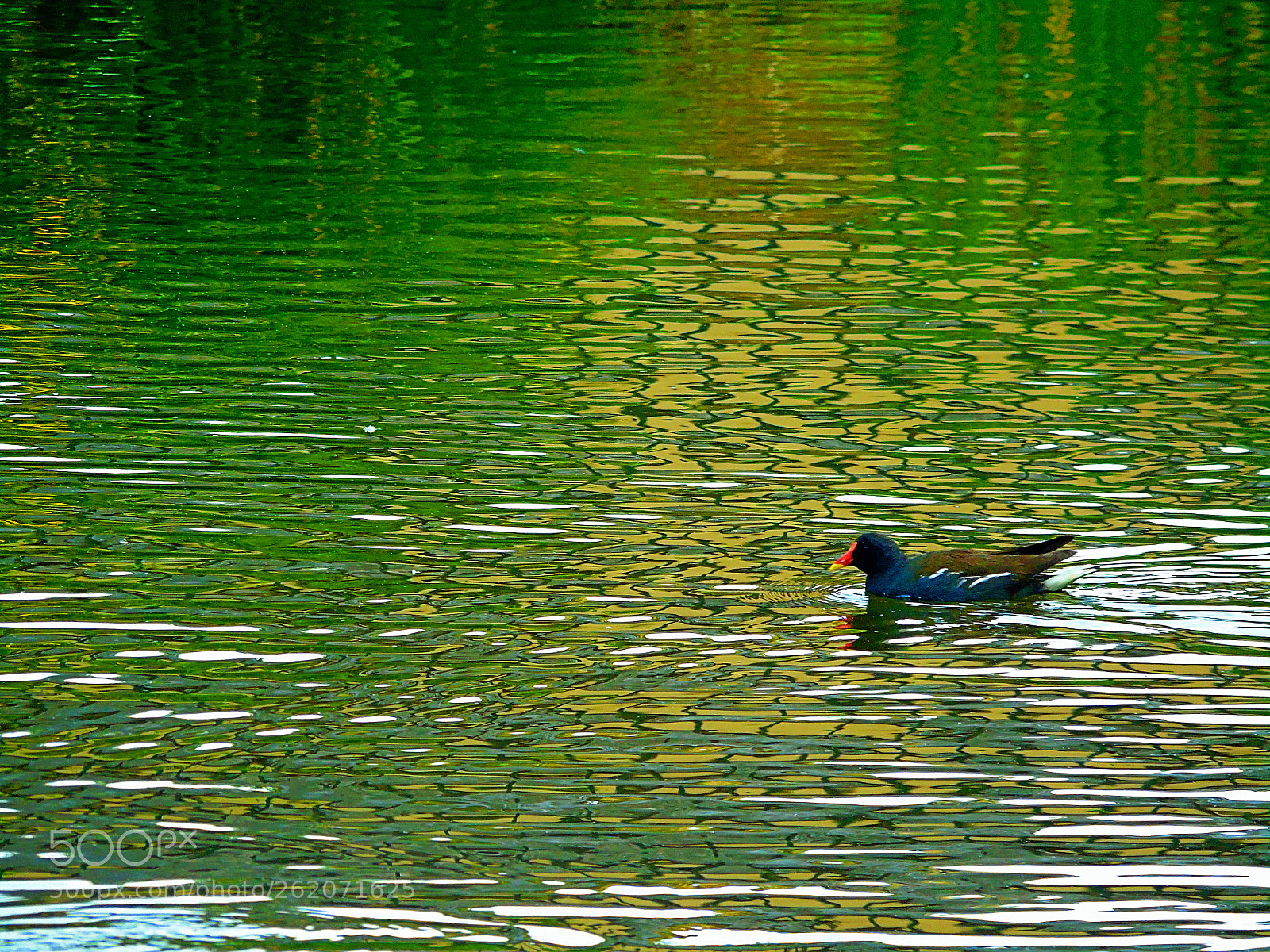 Sony Cyber-shot DSC-H400 sample photo. A duck to water photography