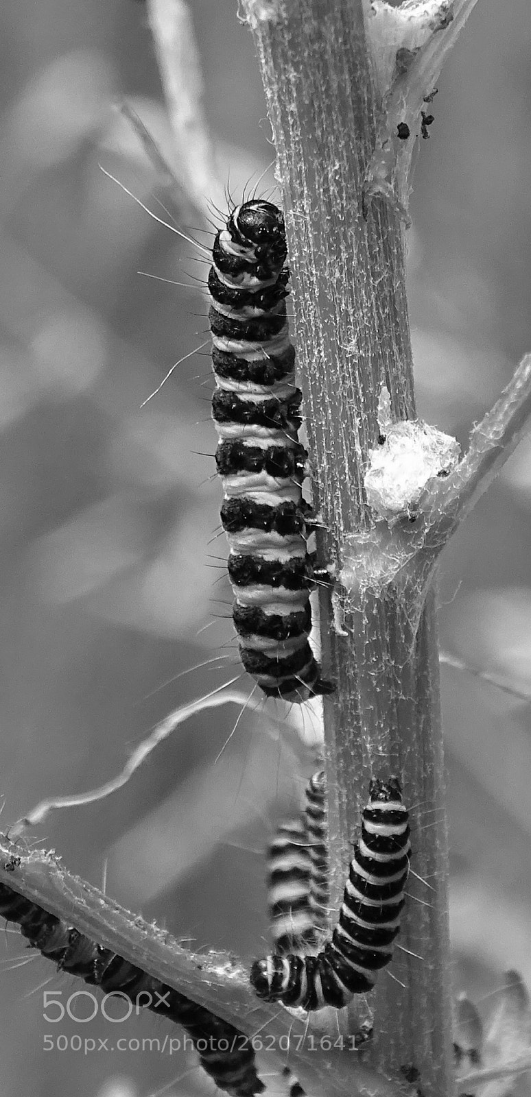 Sony Cyber-shot DSC-HX400V sample photo. Caterpillar photography