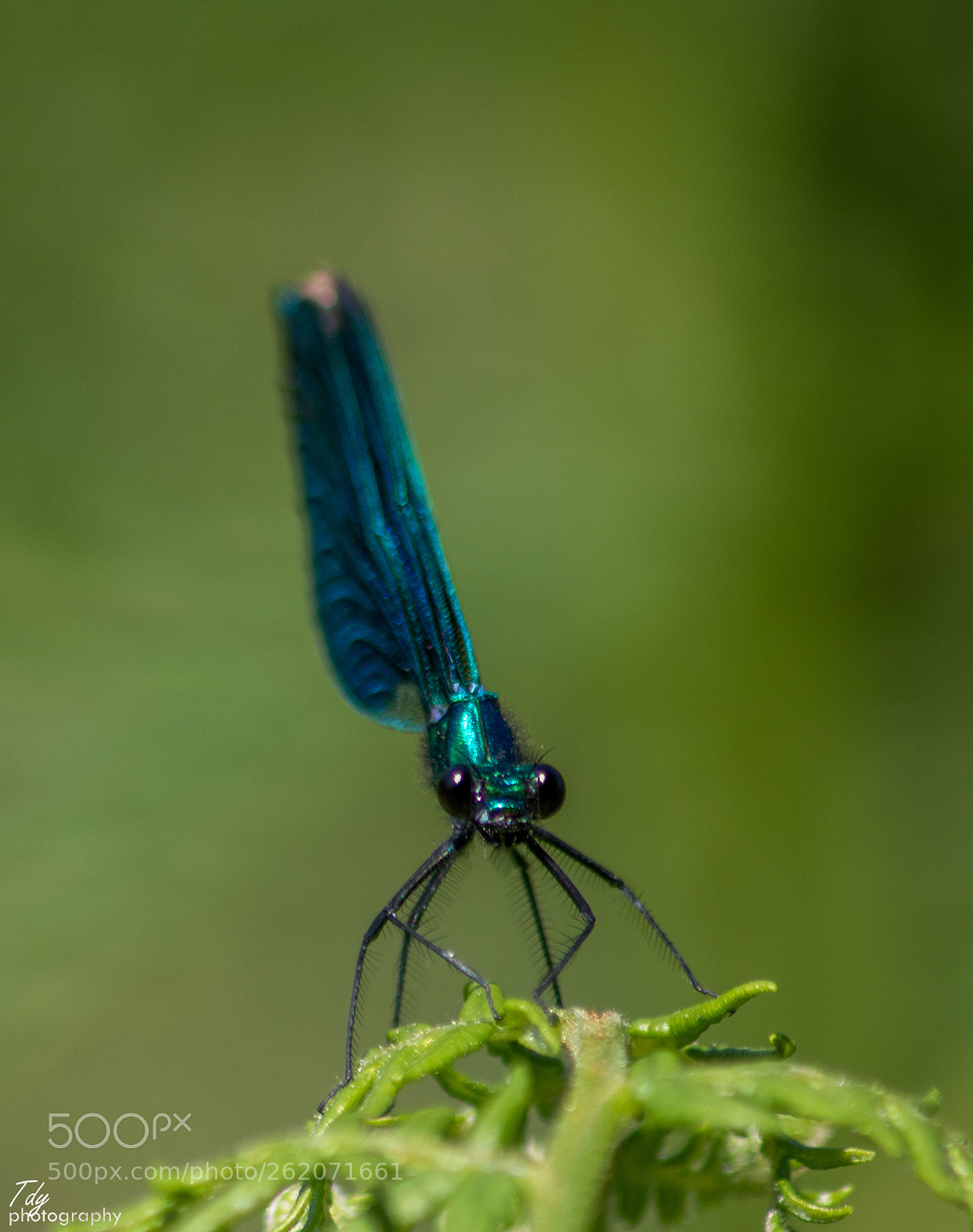 Canon EOS 750D (EOS Rebel T6i / EOS Kiss X8i) sample photo. Beautiful demoiselle (calopteryx virgo) photography