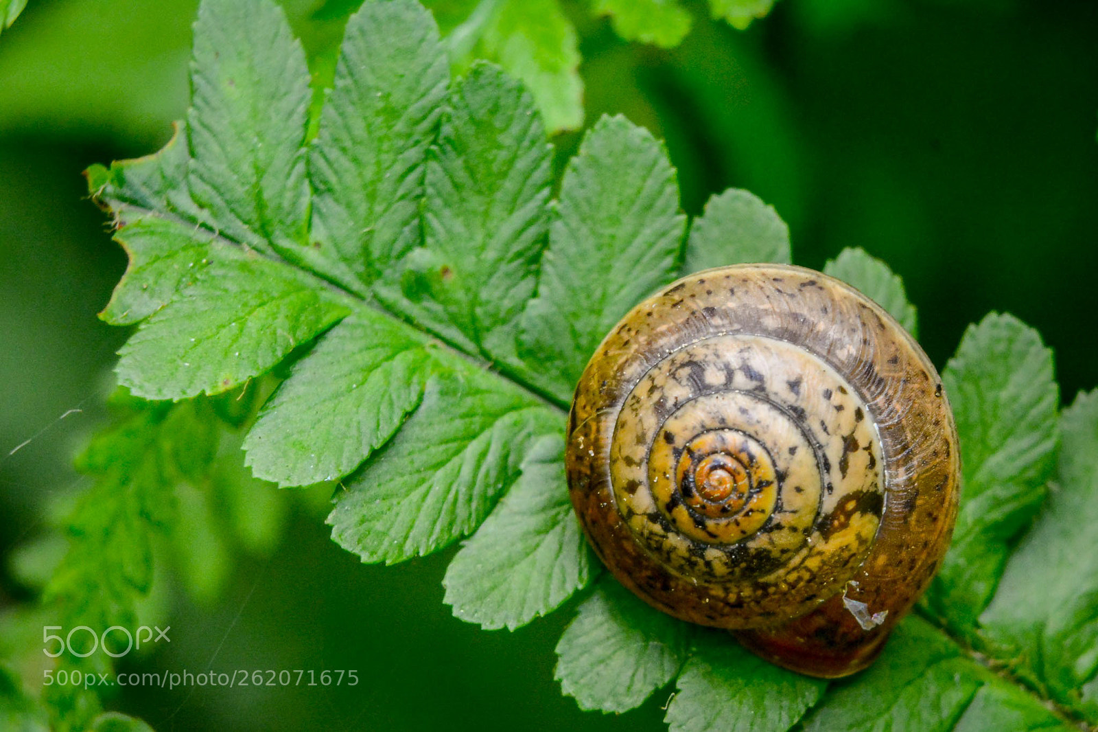 Nikon D7100 sample photo. Schnecken schönheit photography