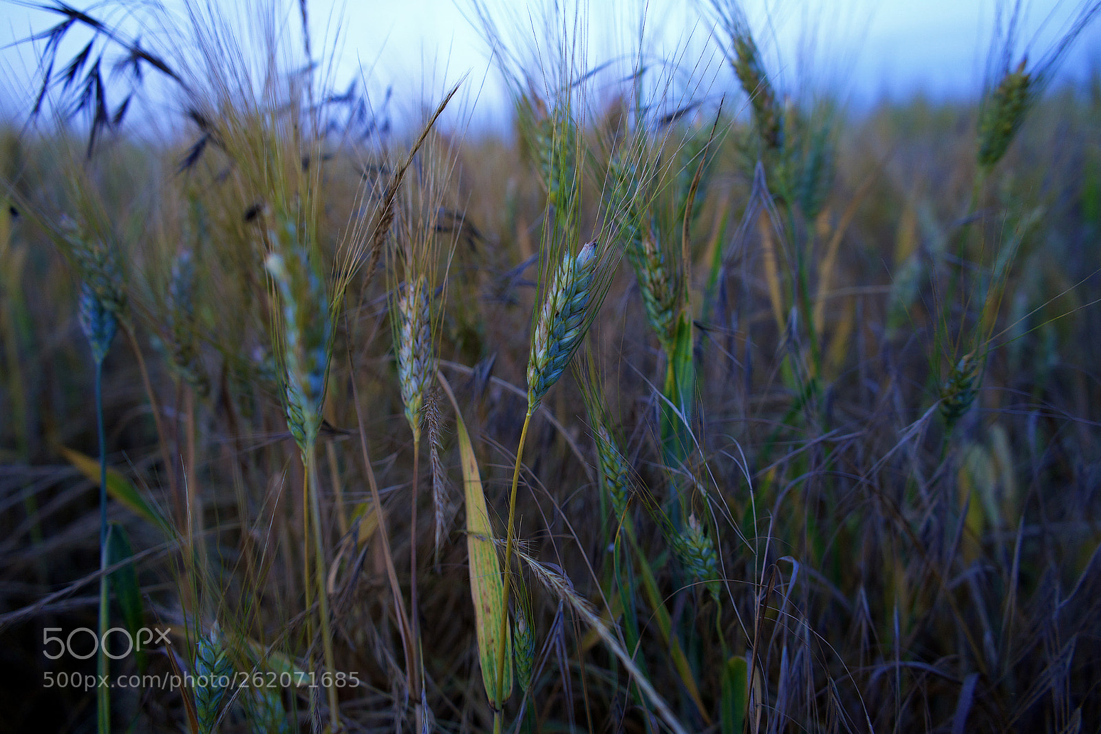 Sony a7 sample photo. Field at summer photography