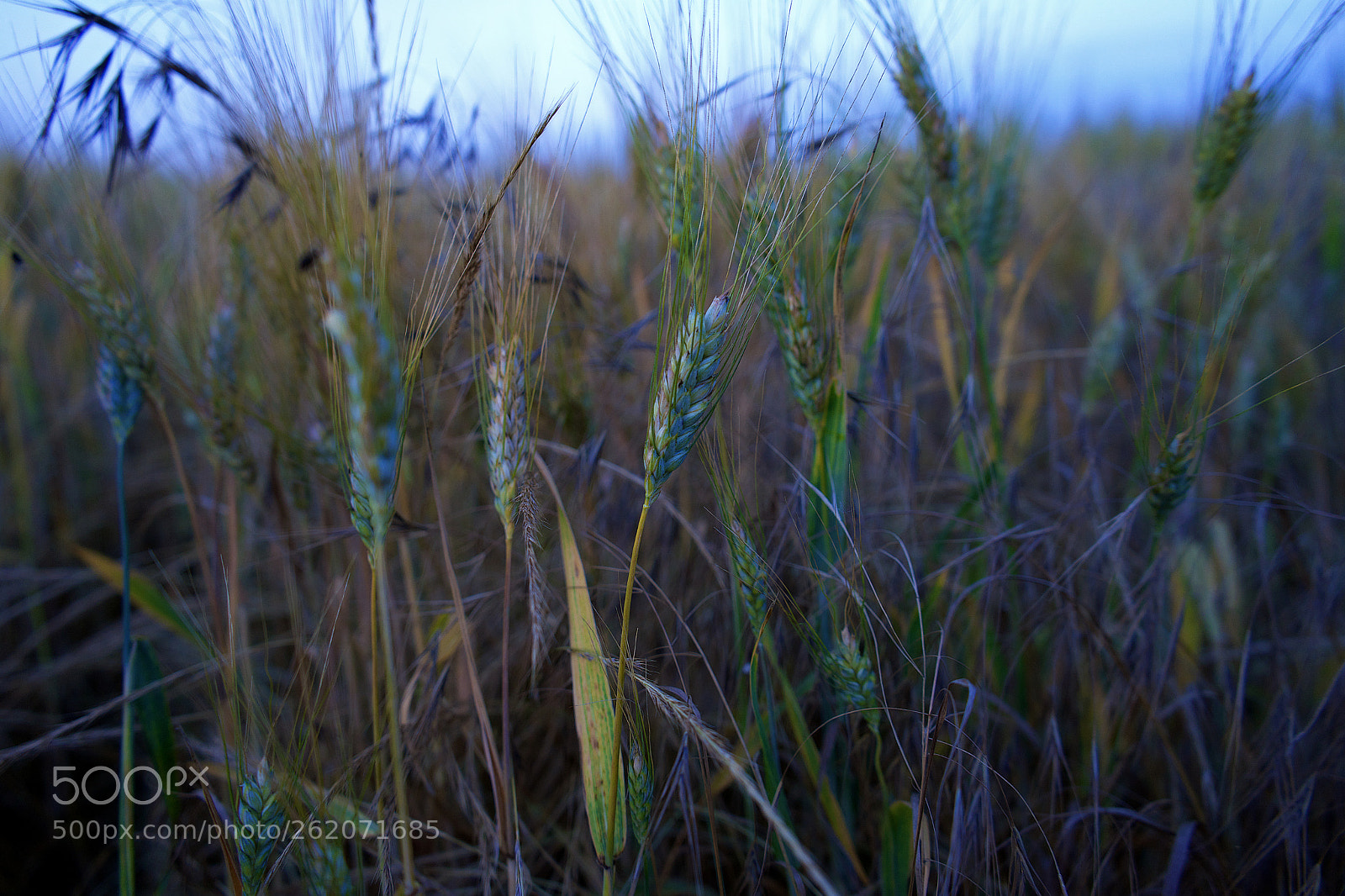 Sony a7 sample photo. Field at summer photography