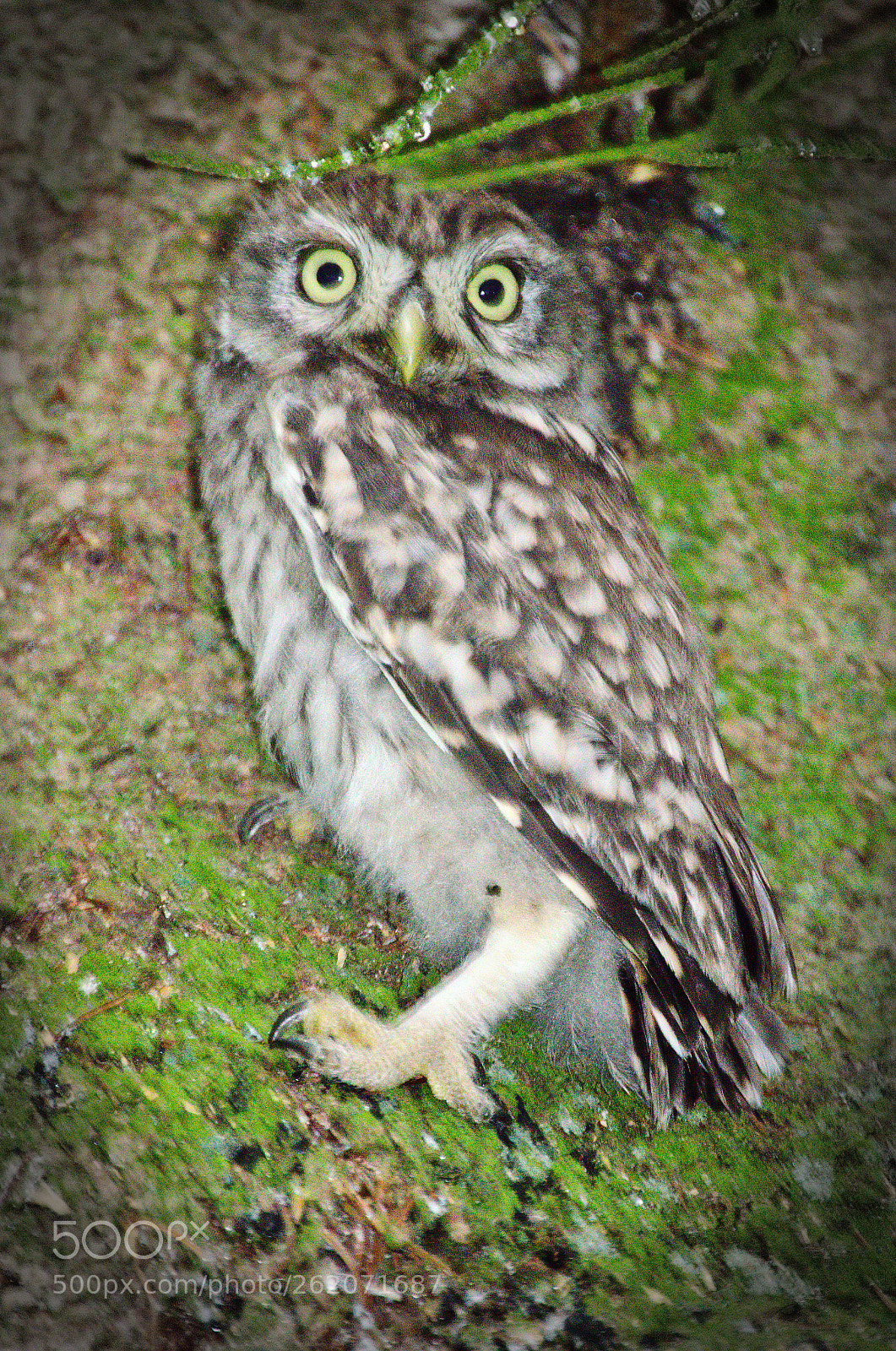 Nikon D5100 sample photo. Cheveche d'athena (athene noctua) photography