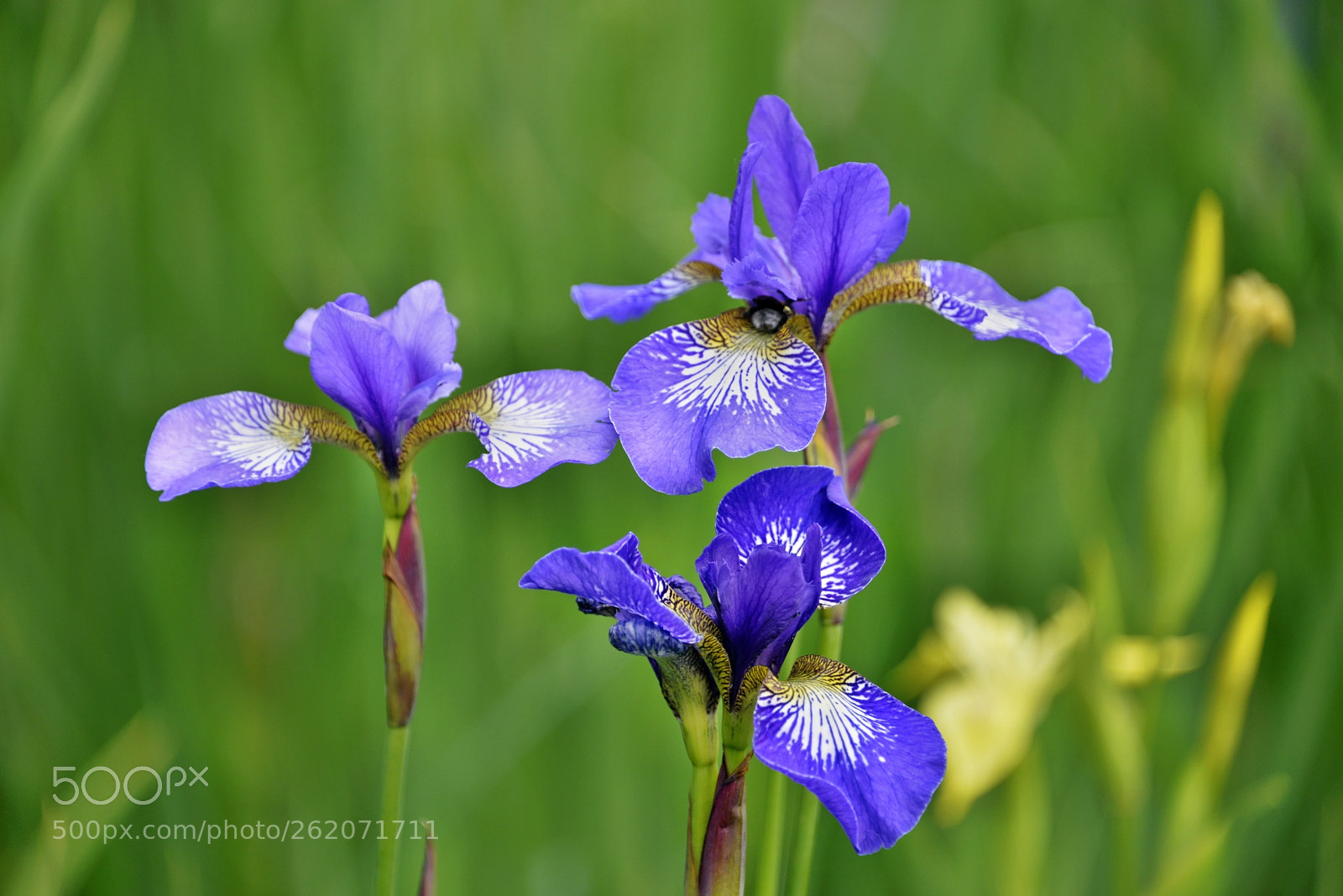 Nikon D610 sample photo. Blue irises photography