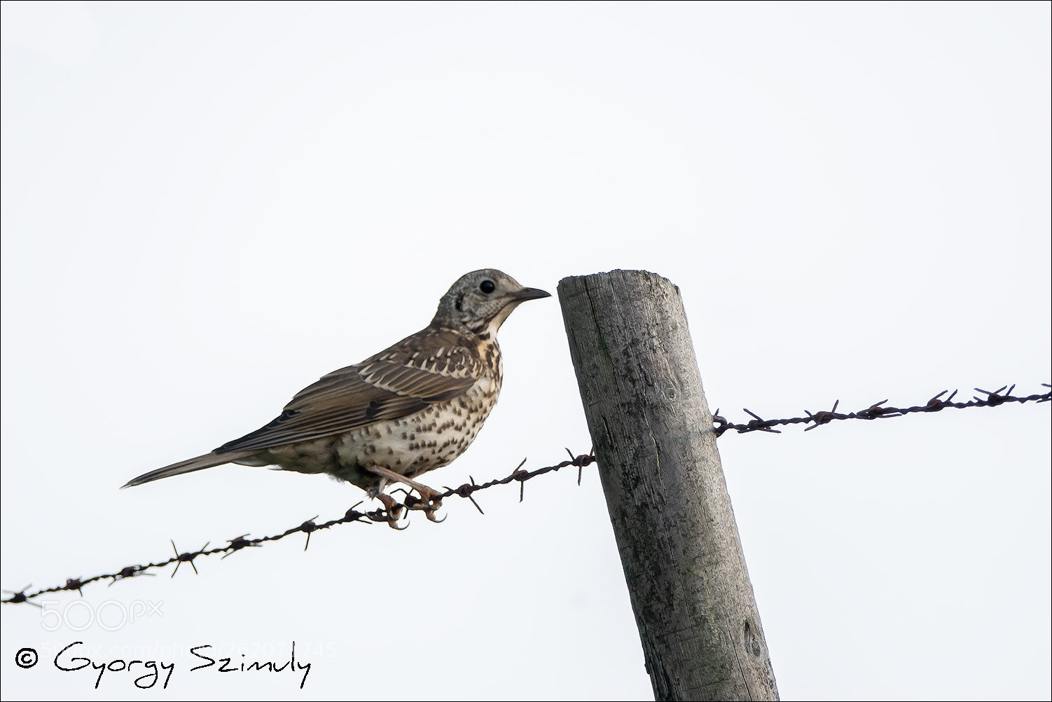 Sony Cyber-shot DSC-RX10 IV sample photo. Mistle thrush (turdus viscivorus) photography