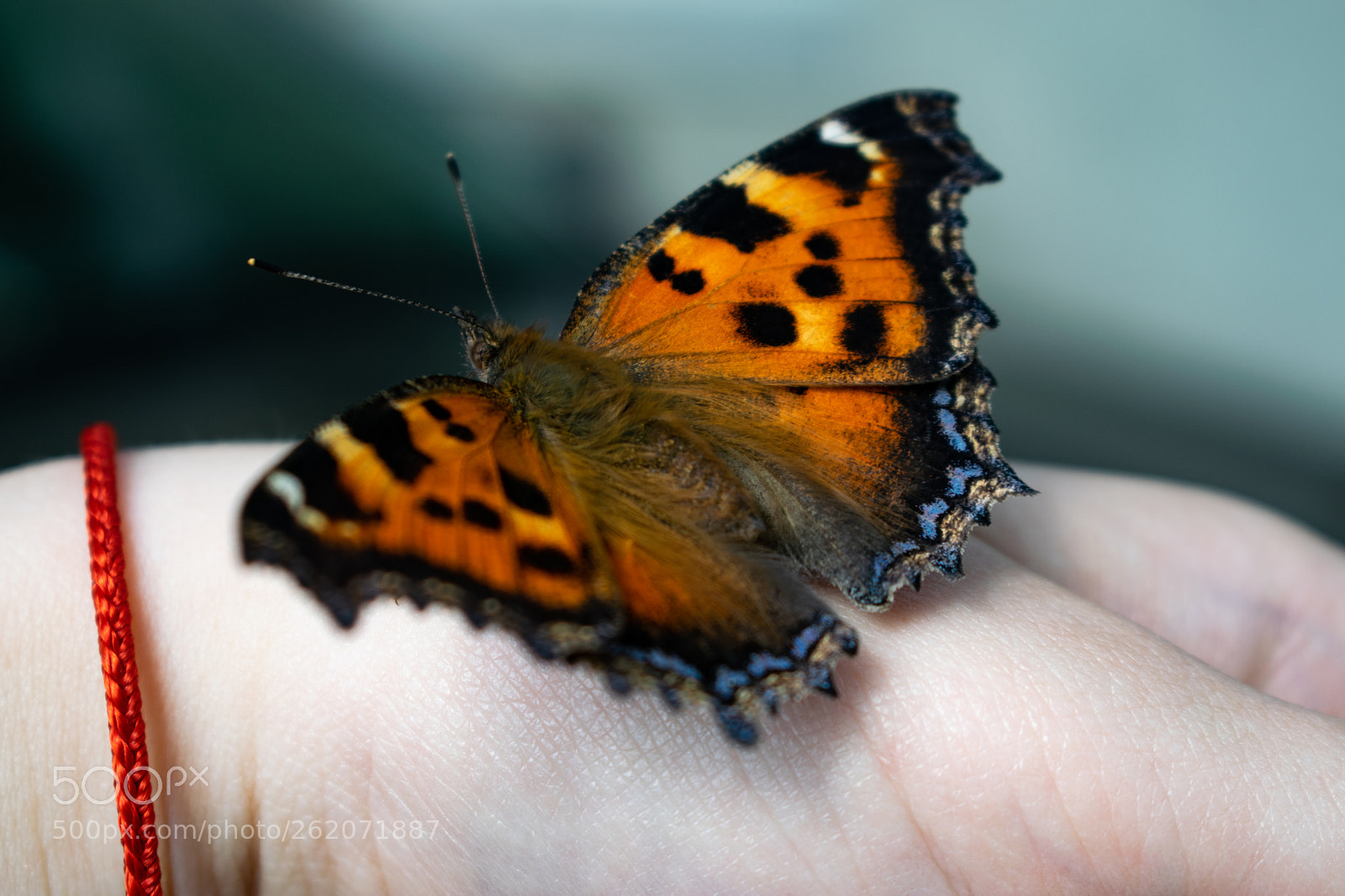 Nikon D3300 sample photo. Fire fly photography