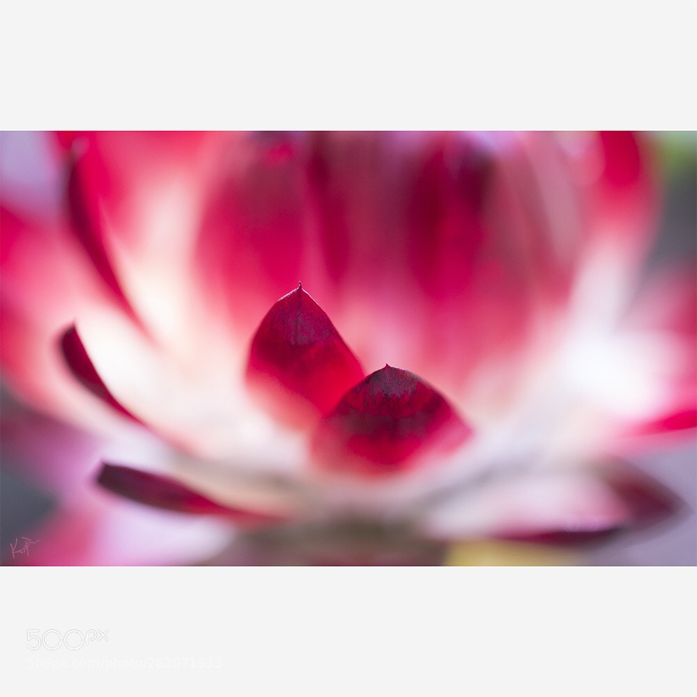 Canon EOS 650D (EOS Rebel T4i / EOS Kiss X6i) sample photo. Strawflower  photography