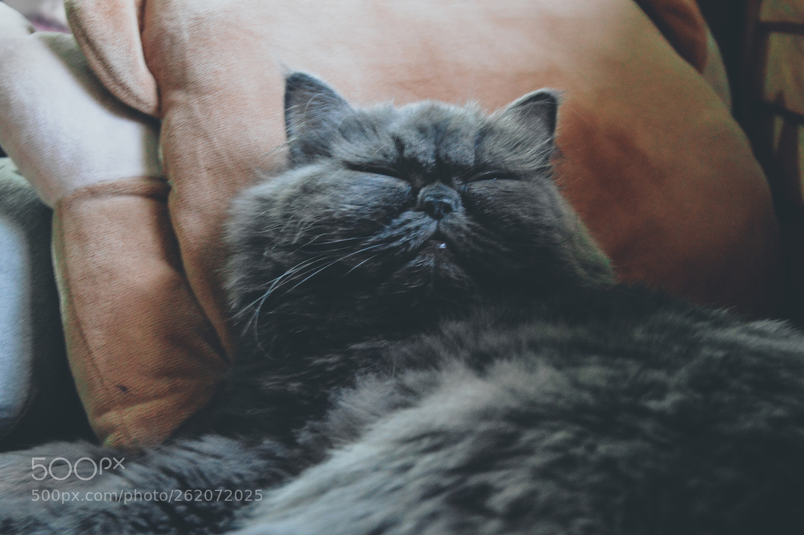 Nikon D3200 sample photo. Beauty sleep photography