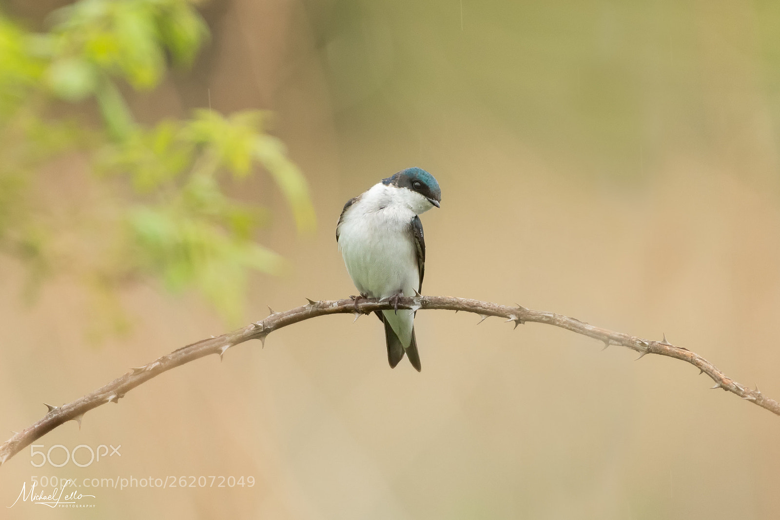 Nikon D500 sample photo. Tree swallow in rain photography