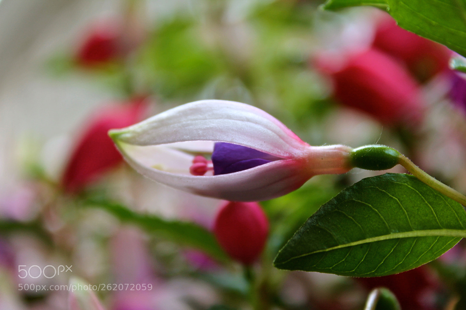 Canon EOS 1100D (EOS Rebel T3 / EOS Kiss X50) sample photo. New born fuchsia photography
