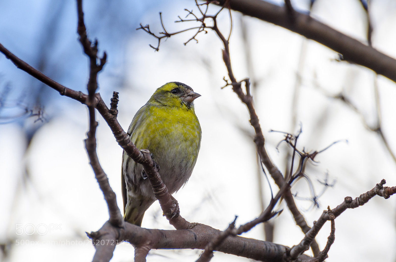 Nikon D7000 sample photo. Yellow and blue photography