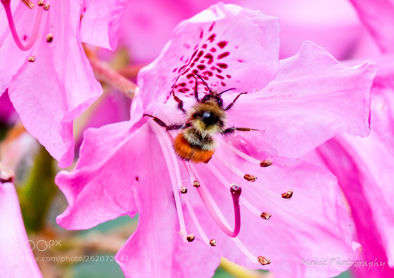 Nikon D7200 sample photo. Bee happy & bee positive! photography