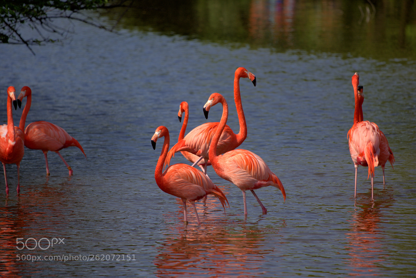 Canon EOS 6D sample photo. Flamingos photography