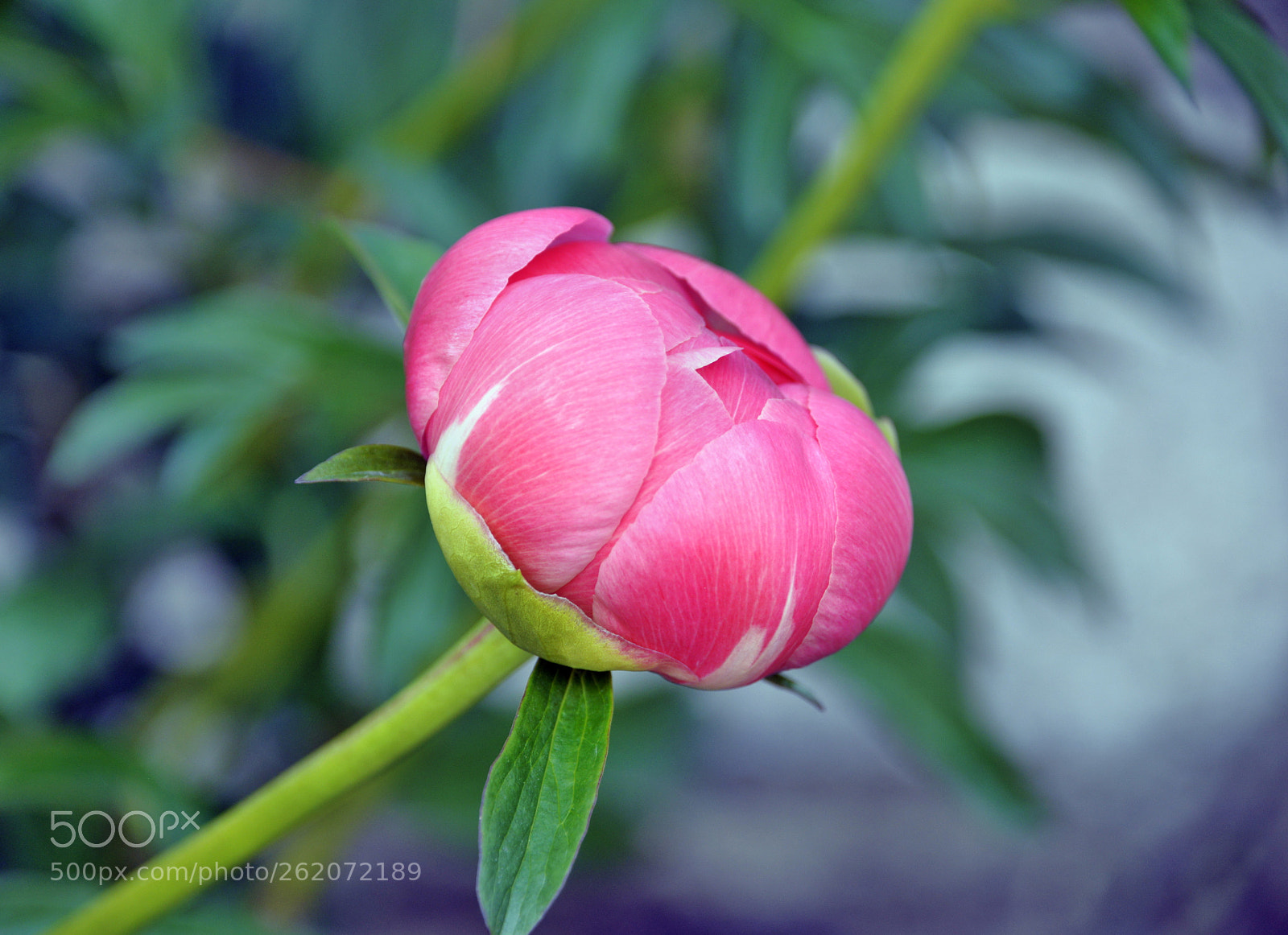 Nikon D610 sample photo. Blossom pion photography