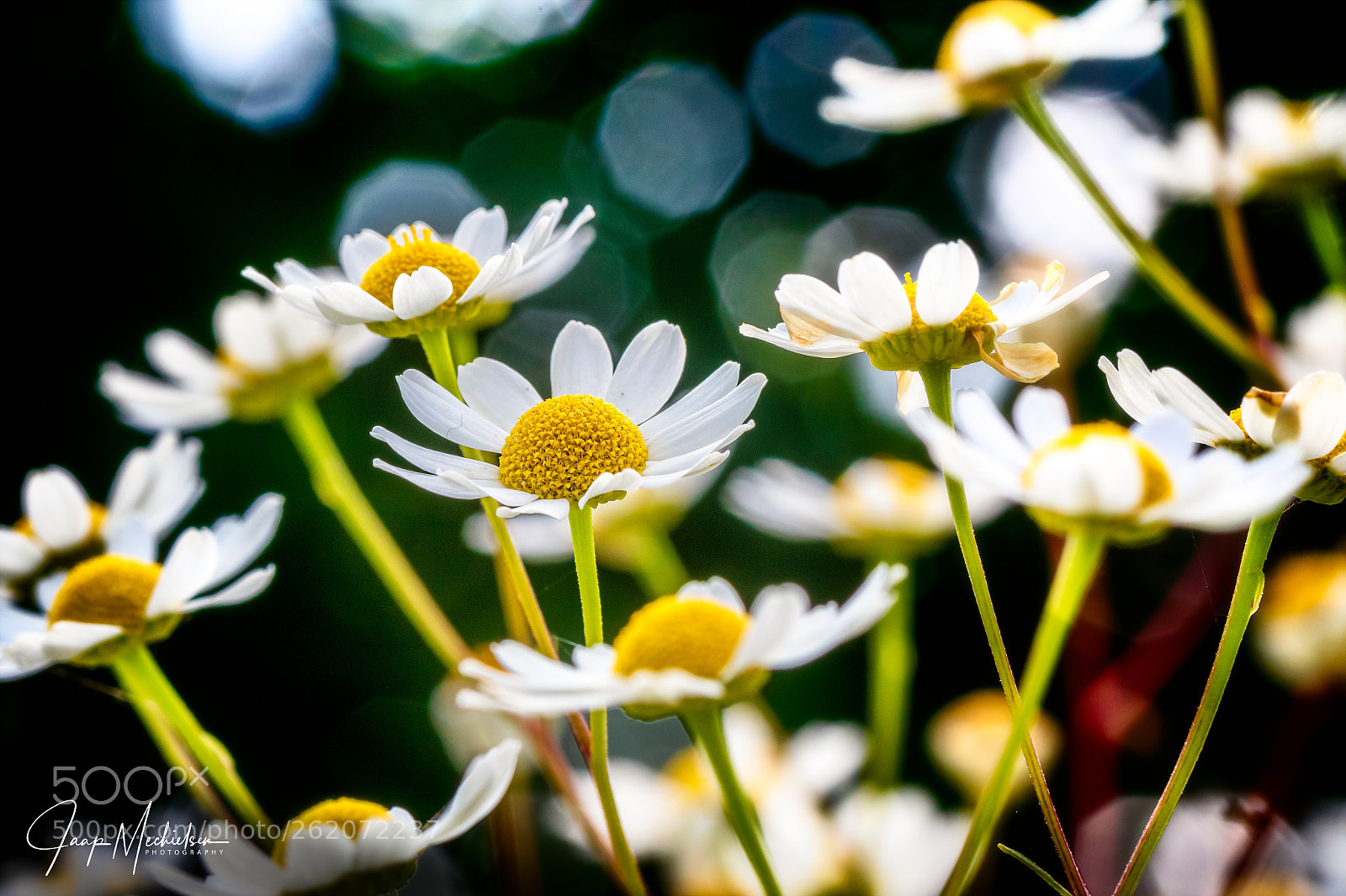 Canon EOS 7D Mark II sample photo. Flowers photography