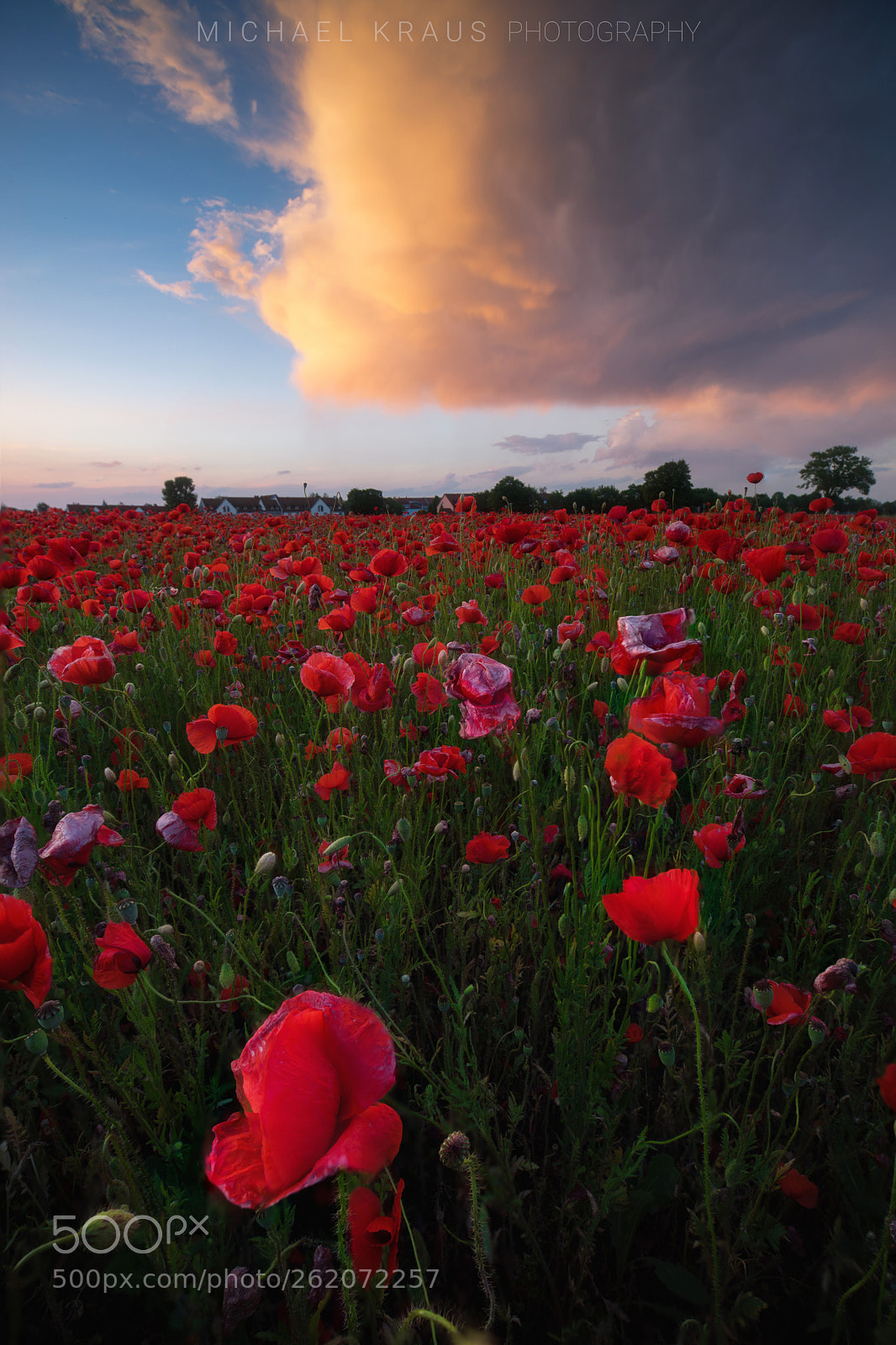 Sony a7R sample photo. °° poppy °° photography