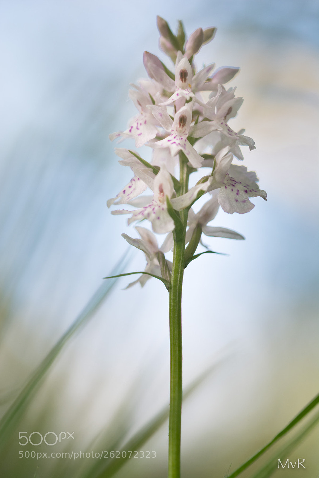 Nikon D7100 sample photo. Dactylorhiza maculata photography