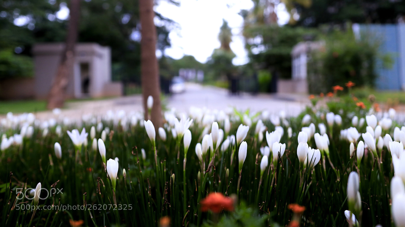 Canon EOS 80D sample photo. Untitled photography