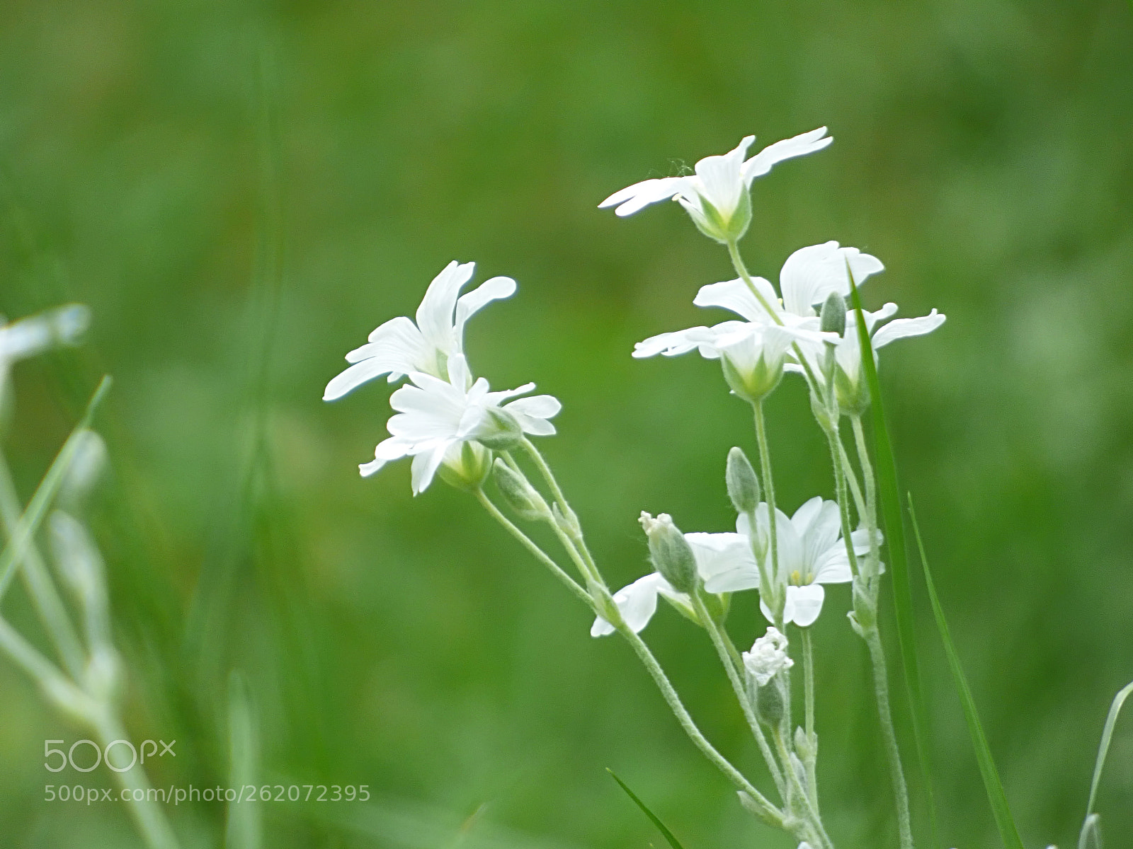Panasonic DMC-FZ72 sample photo. White beauty photography