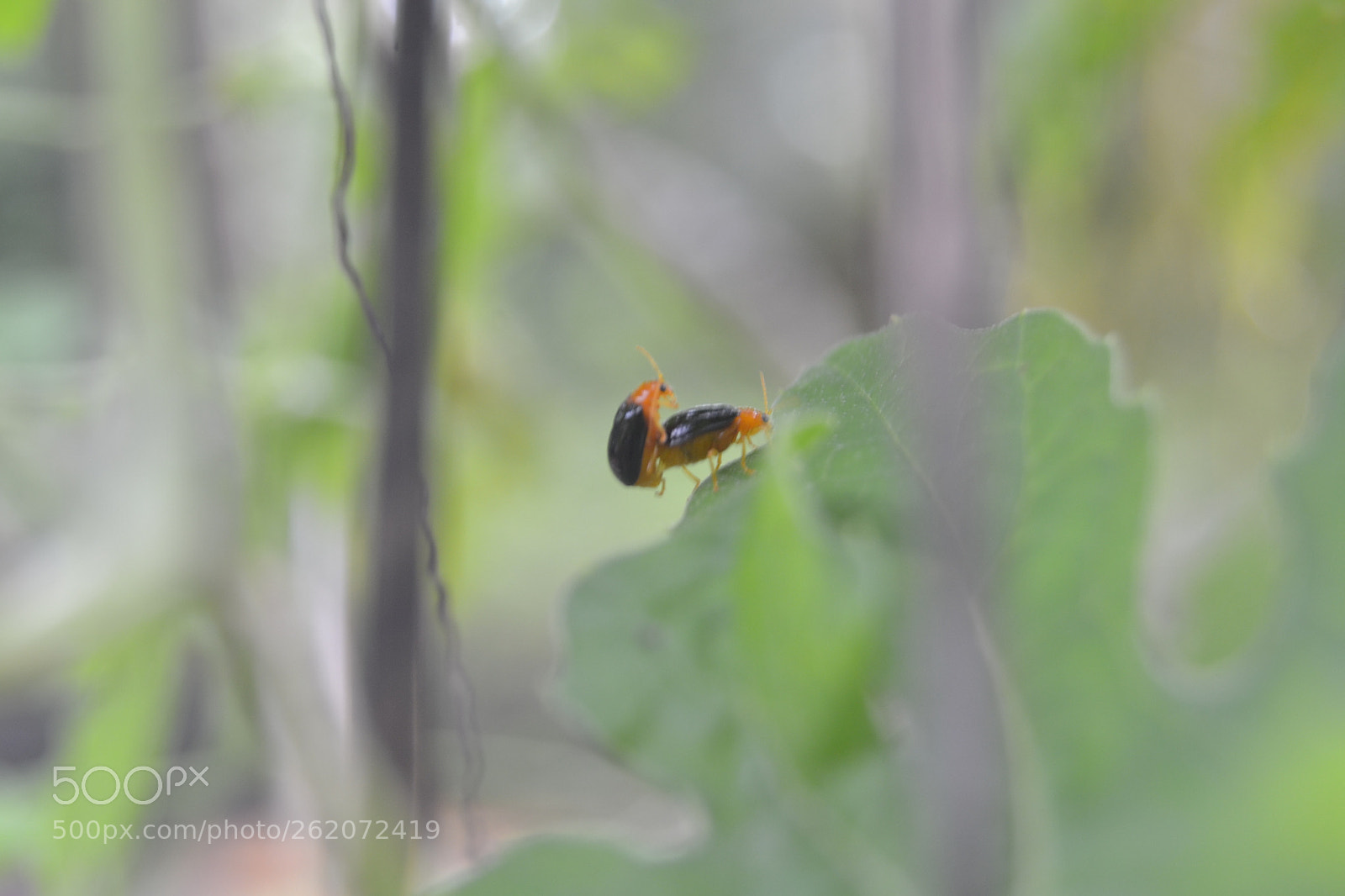 Nikon D3100 sample photo. Untitled photography