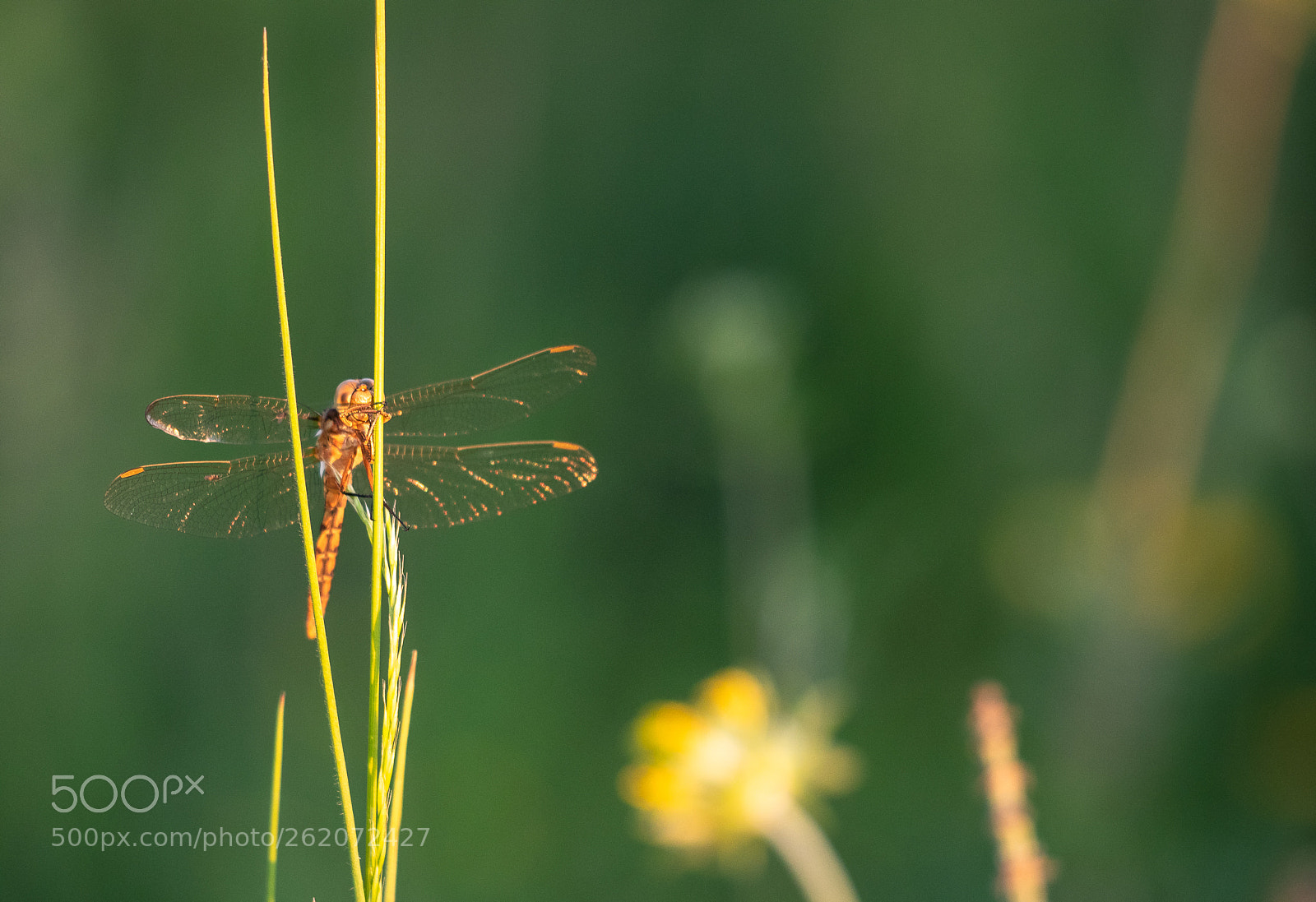 Canon EOS 80D sample photo. Little dragonfly photography