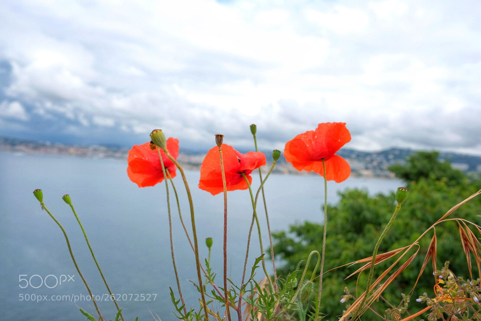 Fujifilm X-T2 sample photo. Poppies on high photography