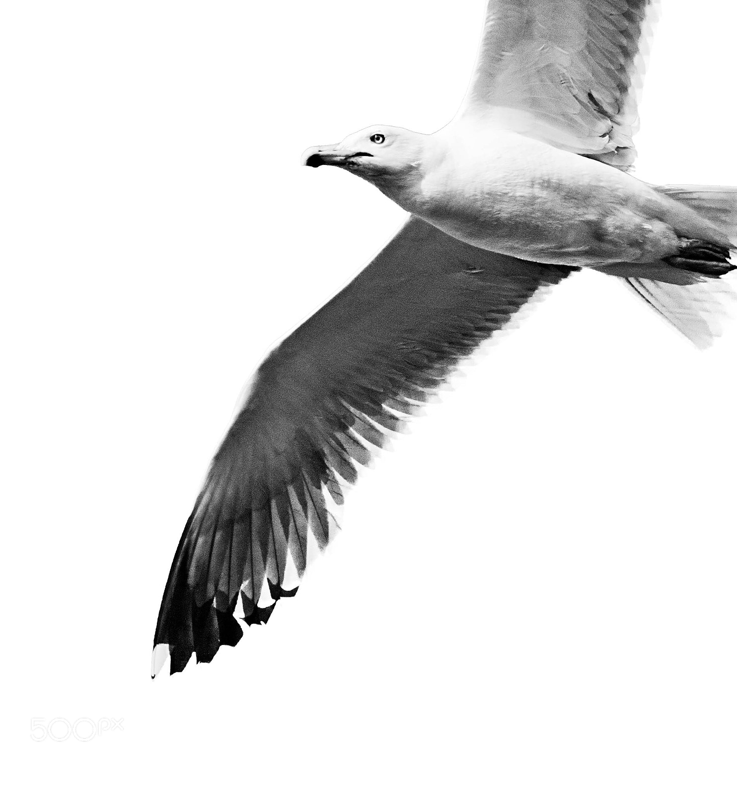 Nikon D200 sample photo. Gaviota photography