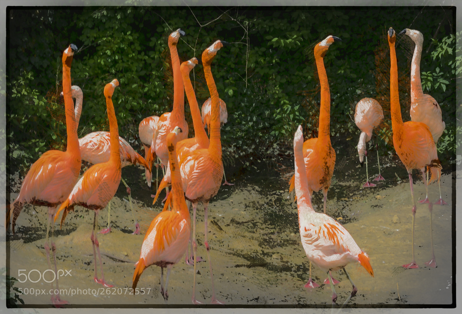 Sony a6000 sample photo. Flamingos at the zoo photography