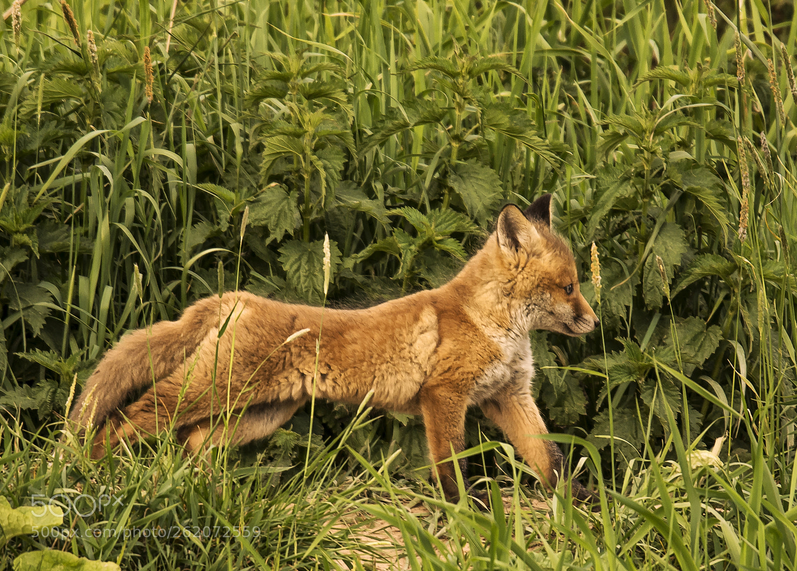 Nikon D7100 sample photo. Red fox pup stretches photography