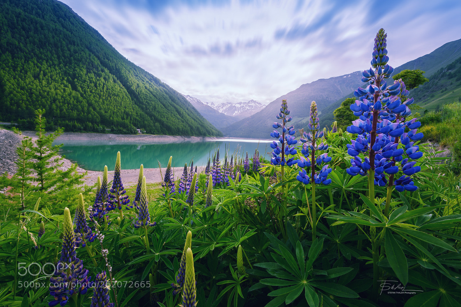 Nikon D850 sample photo. Lupins photography