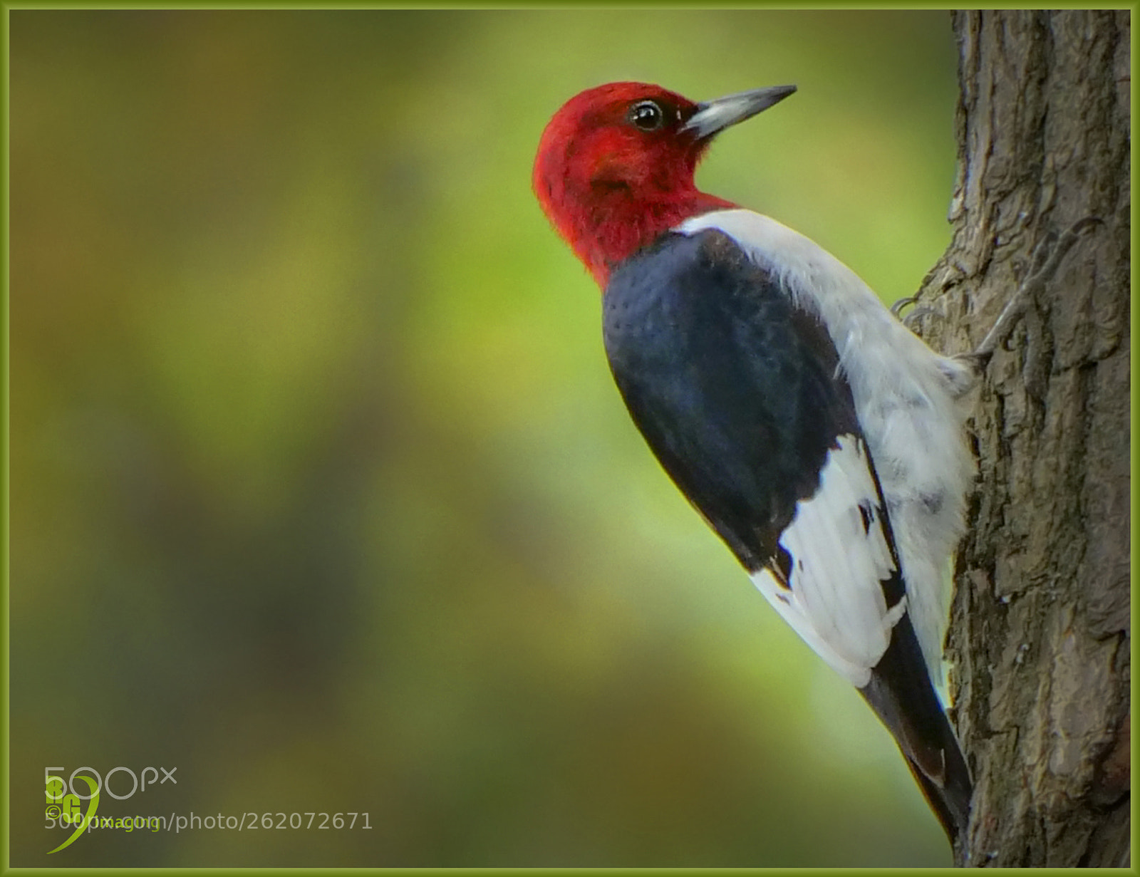 Panasonic Lumix DC-G9 sample photo. Red headed woodpecker, beachwood photography