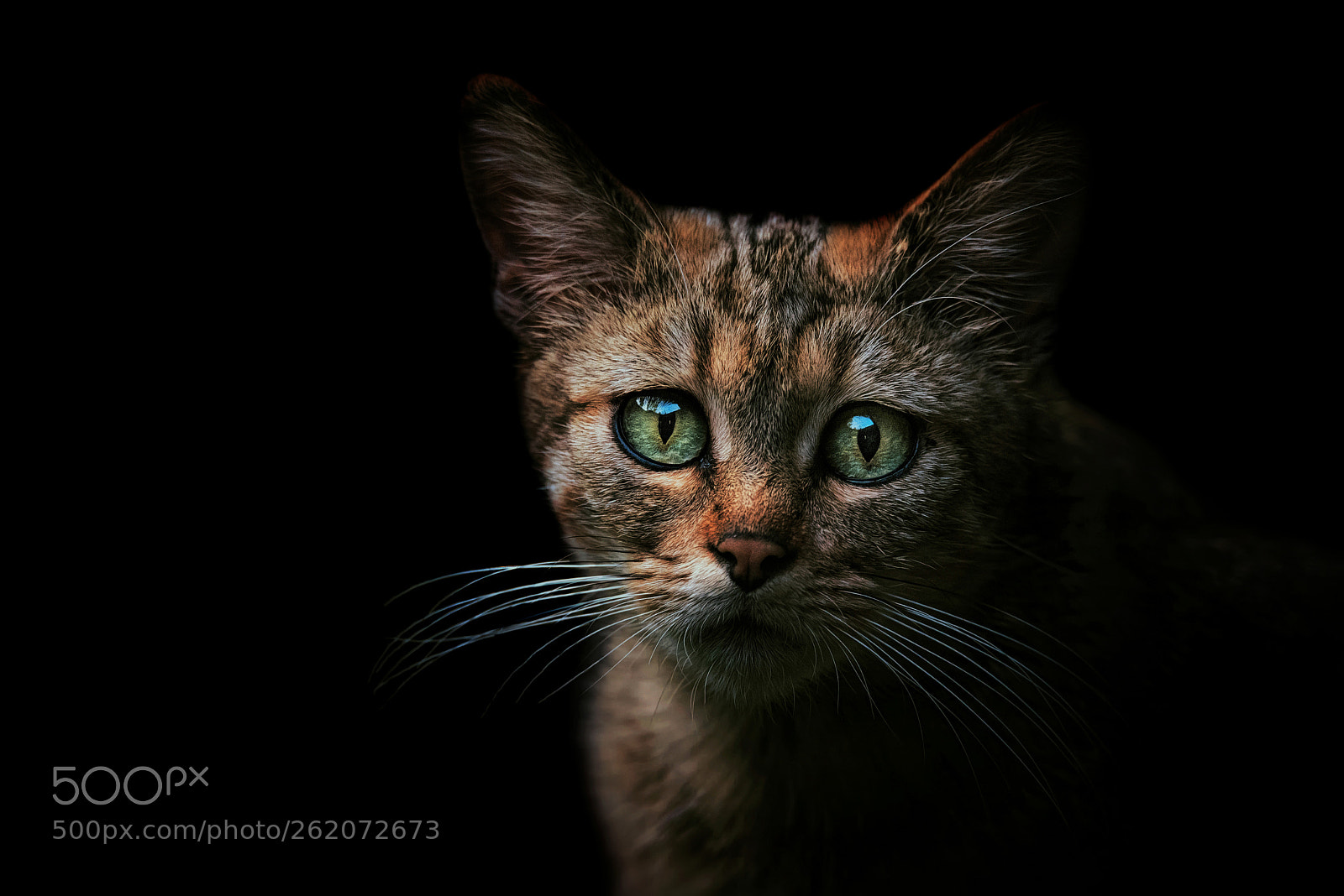 Nikon D750 sample photo. European wild cat photography