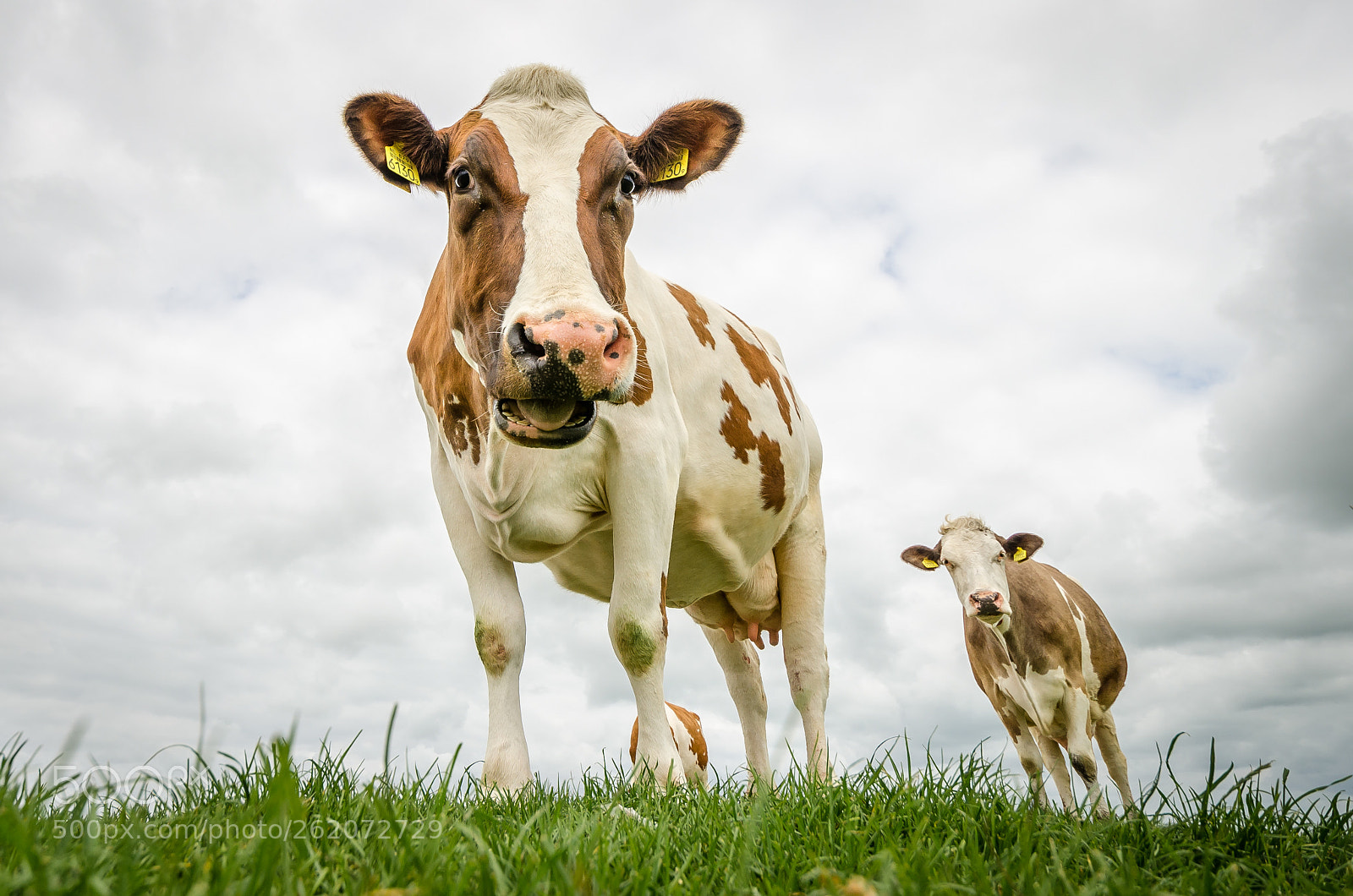 Nikon D7000 sample photo. Dutch cows on a photography